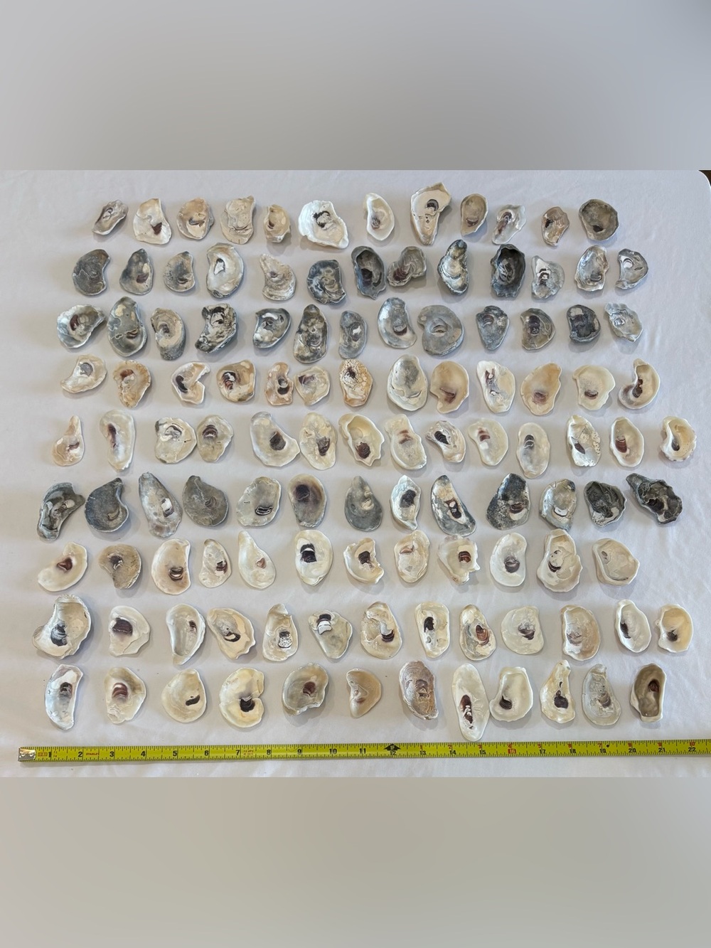 Natural Shell Collection Display Decor